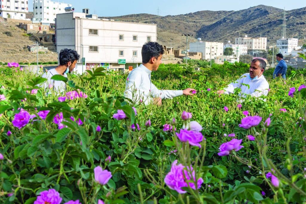 Saudi,Arabia�s,Jewels,,City,Of,Roses,Taif,,April,2021.,In