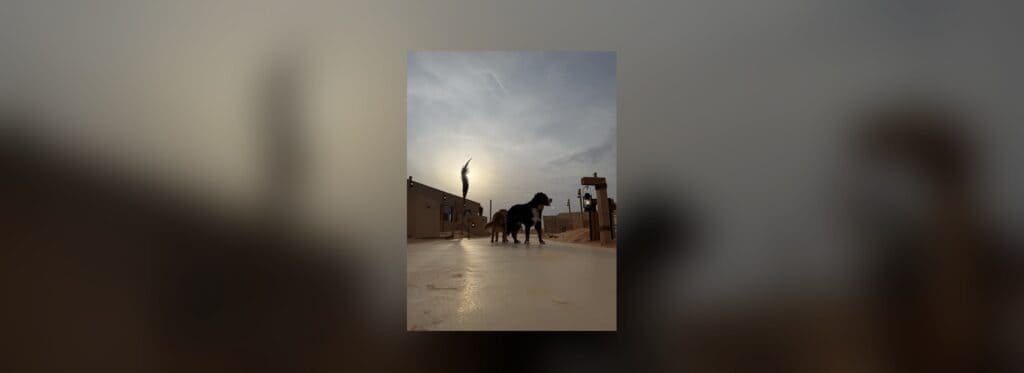 رفيقك الأليف – النسخة الاستوائية